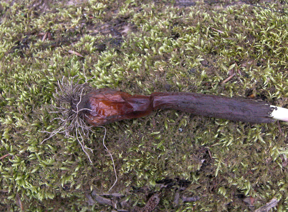 Image of Colchicum woronowii specimen.