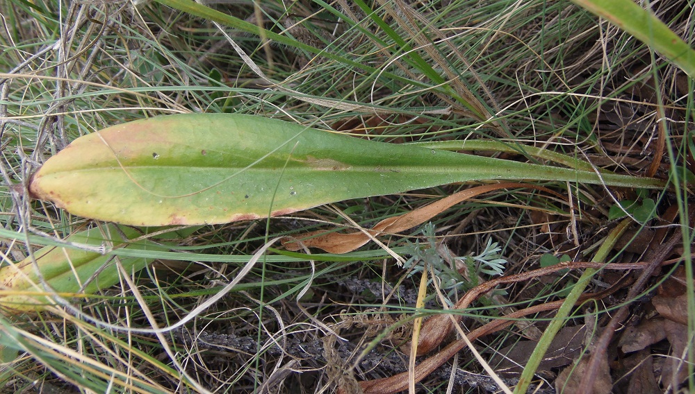 Изображение особи Goniolimon tataricum.