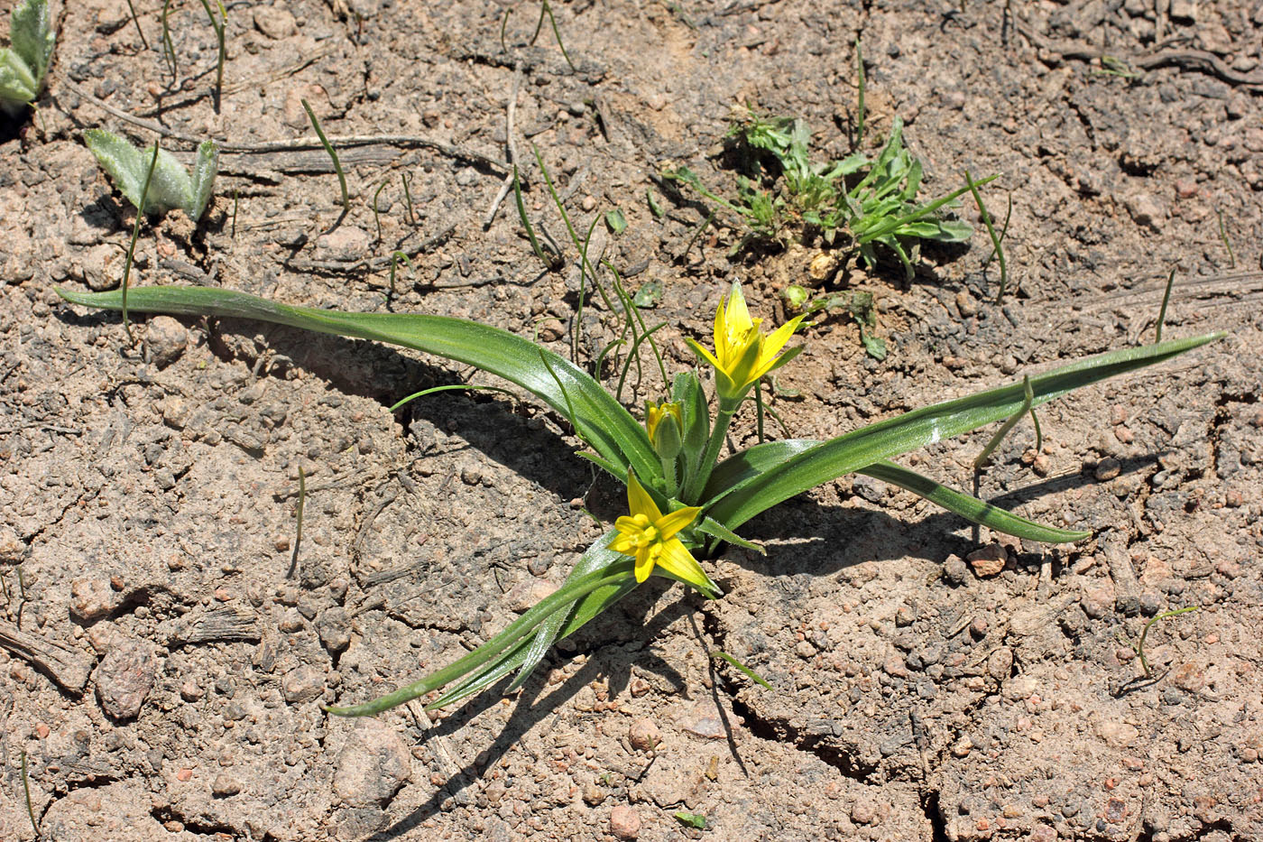 Image of Gagea vegeta specimen.