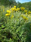 Linum flavum. Цветущее растение. Пензенская обл., Лунинский р-н, окр. с. Белый Ключ, холм Чердак, луговая степь. 19 июня 2015 г.