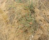 Ephedra distachya. Растение в степи. Волгоградская обл., побережье оз. Эльтон, сухая степь. 30.07.2006.