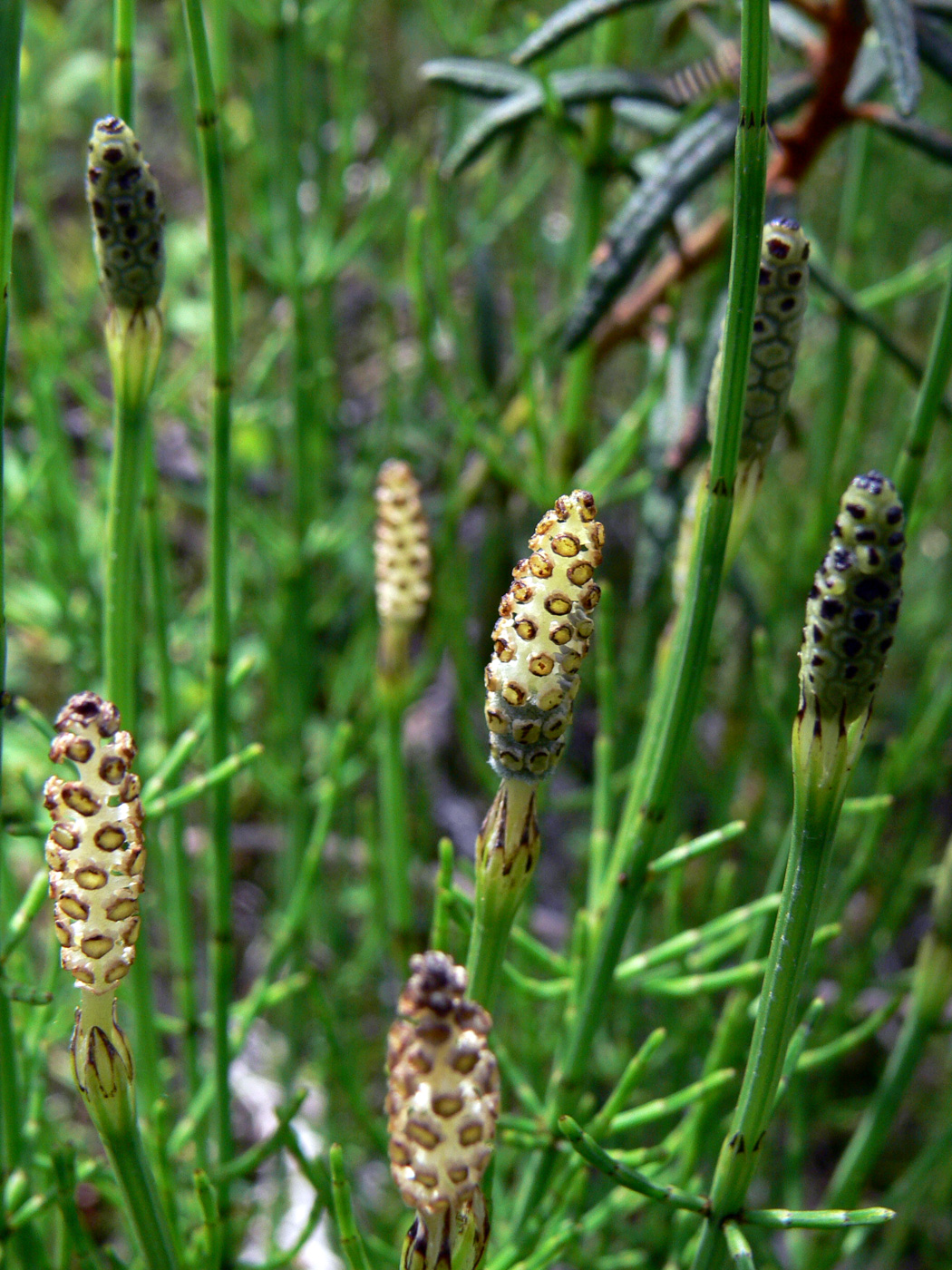 Image of Equisetum palustre specimen.