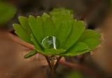 Isopyrum thalictroides