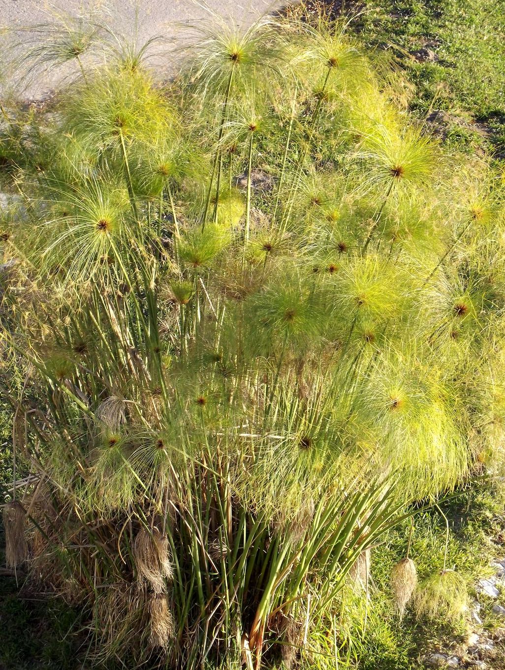 Image of Cyperus papyrus specimen.