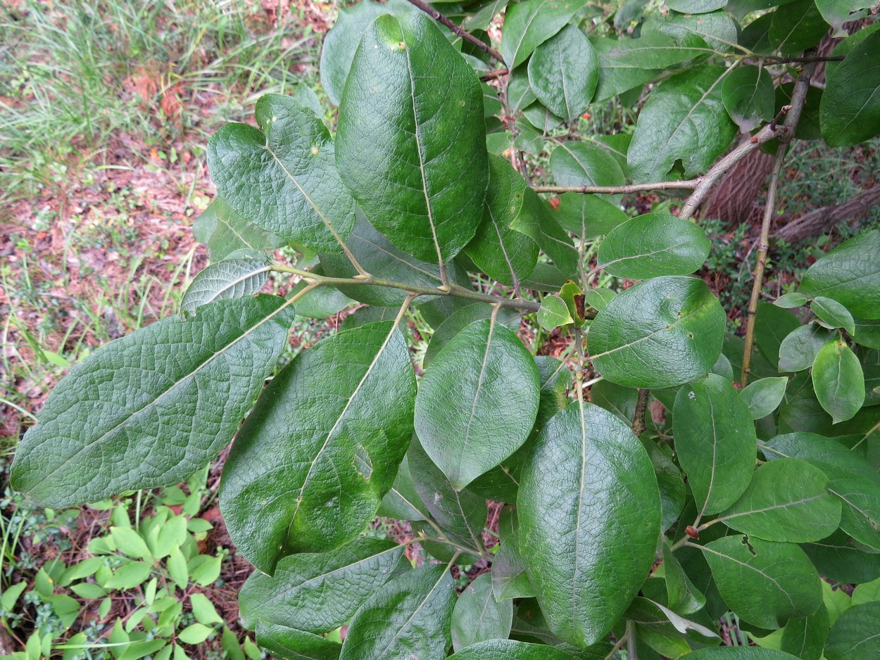 Image of Salix caprea specimen.