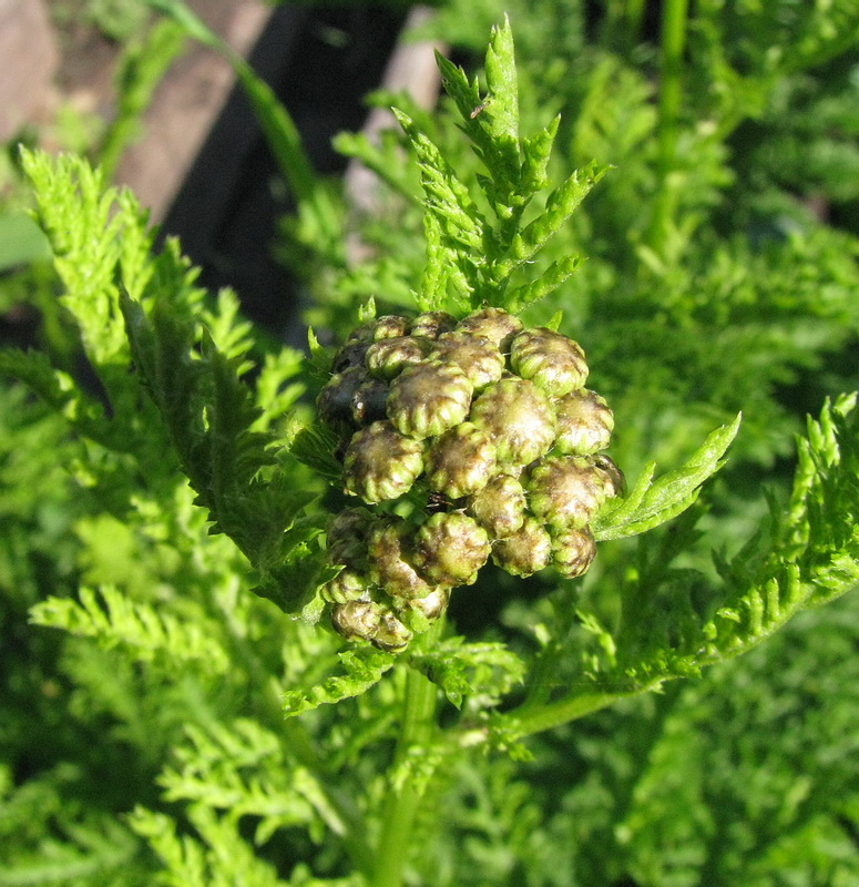 Image of Tanacetum vulgare var. crispum specimen.