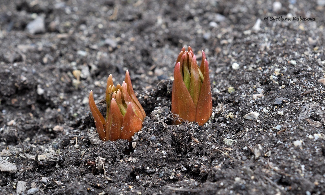 Изображение особи Fritillaria imperialis.