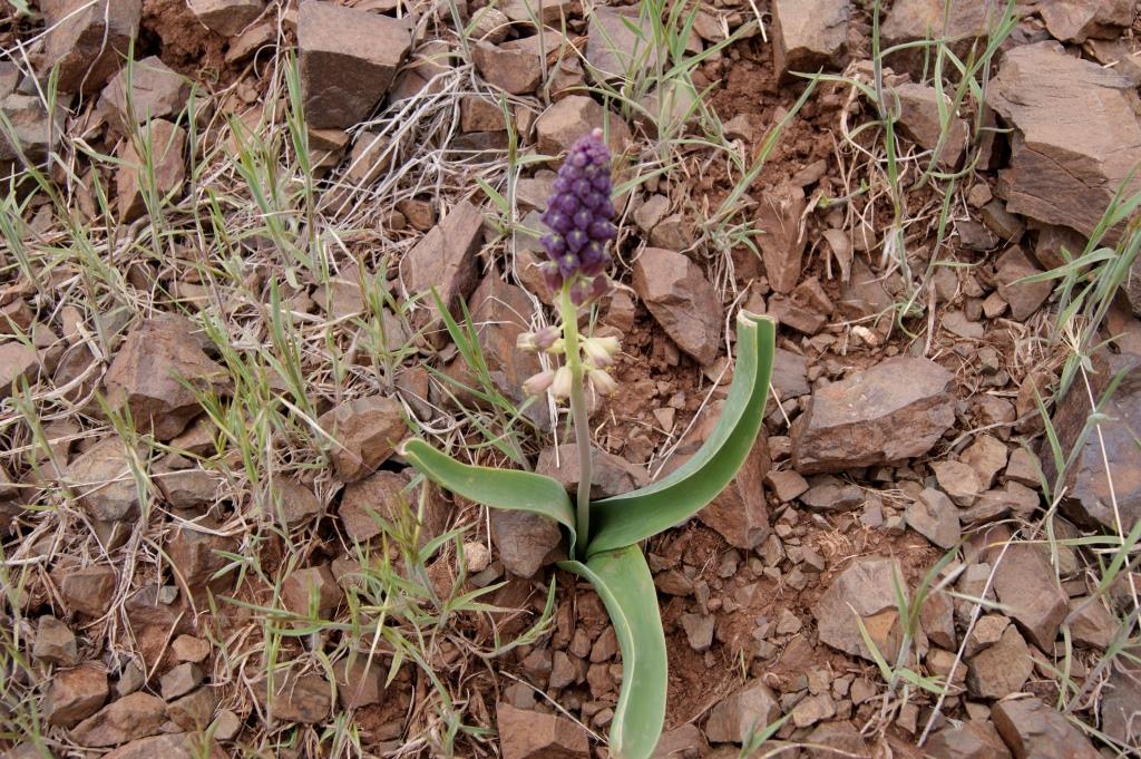Image of Leopoldia longipes specimen.