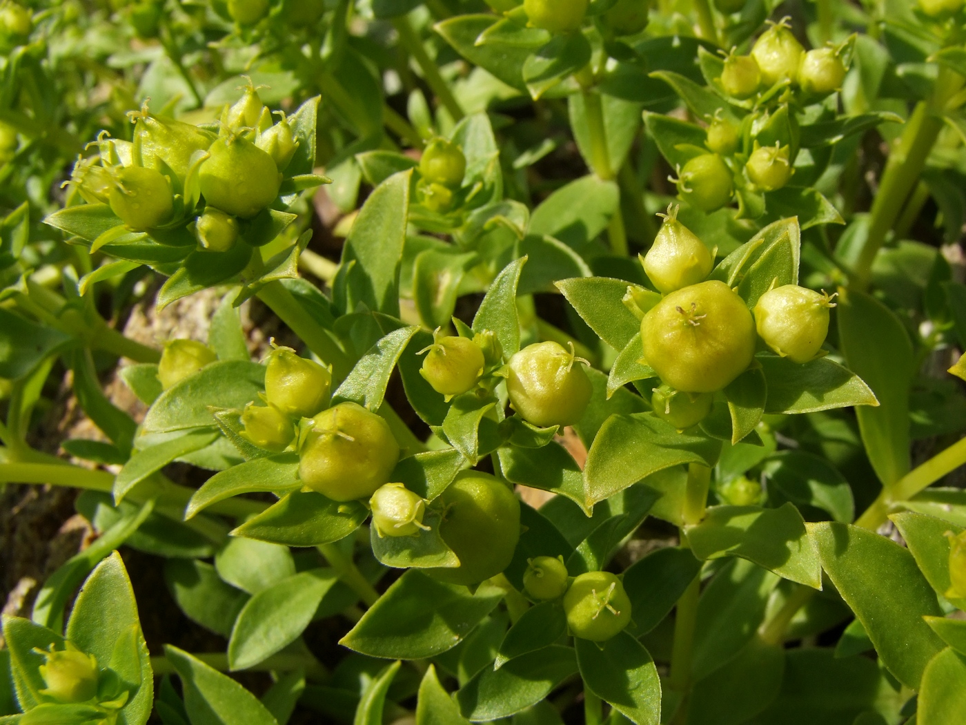 Изображение особи Honckenya peploides ssp. major.