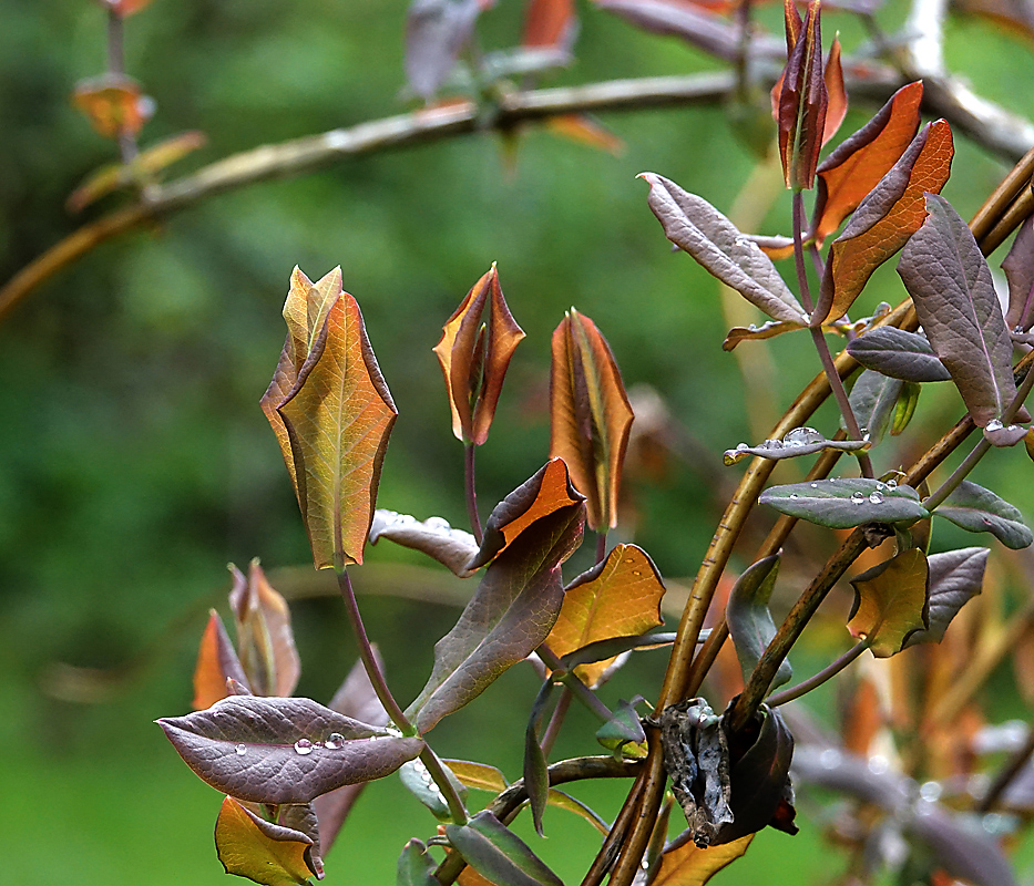 Изображение особи Lonicera dioica.