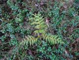 Thuja occidentalis. Молодое растение в чернично-брусничном сообществе (беглец из культуры?). Латвия, Юрмала, пос. Булдури, опушка лесопарка. 23.04.2017.