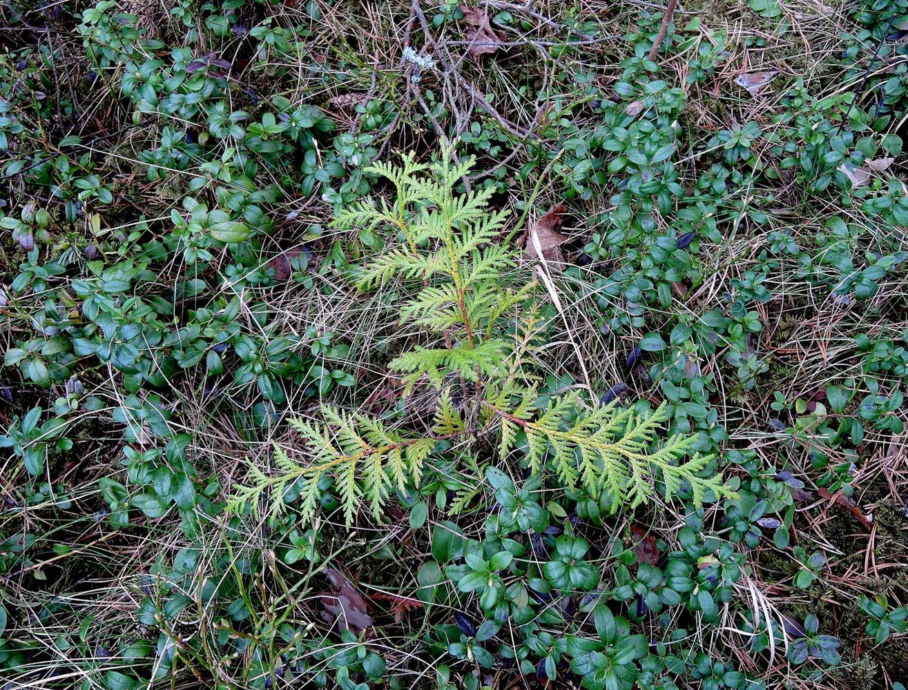 Изображение особи Thuja occidentalis.