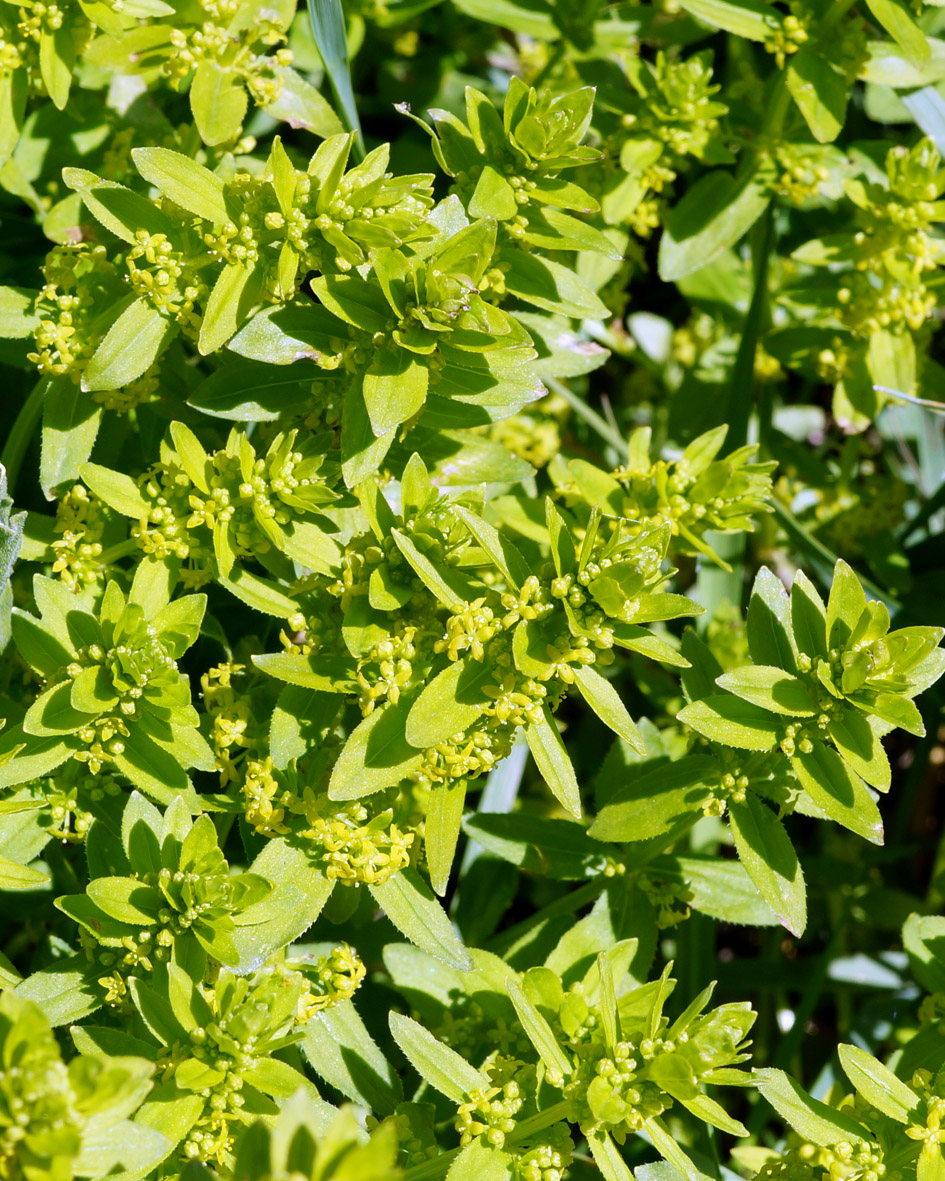 Image of genus Cruciata specimen.