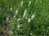 род Plantago