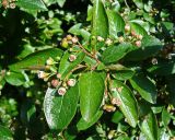 Cotoneaster lucidus