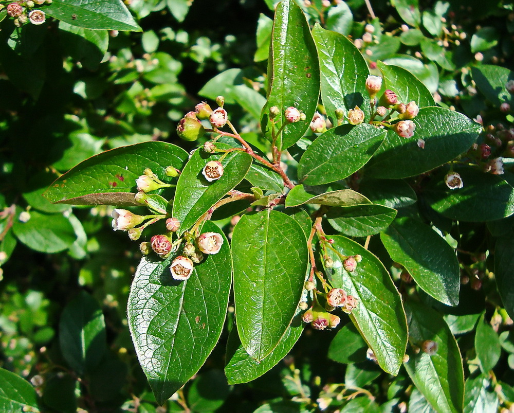 Image of Cotoneaster lucidus specimen.