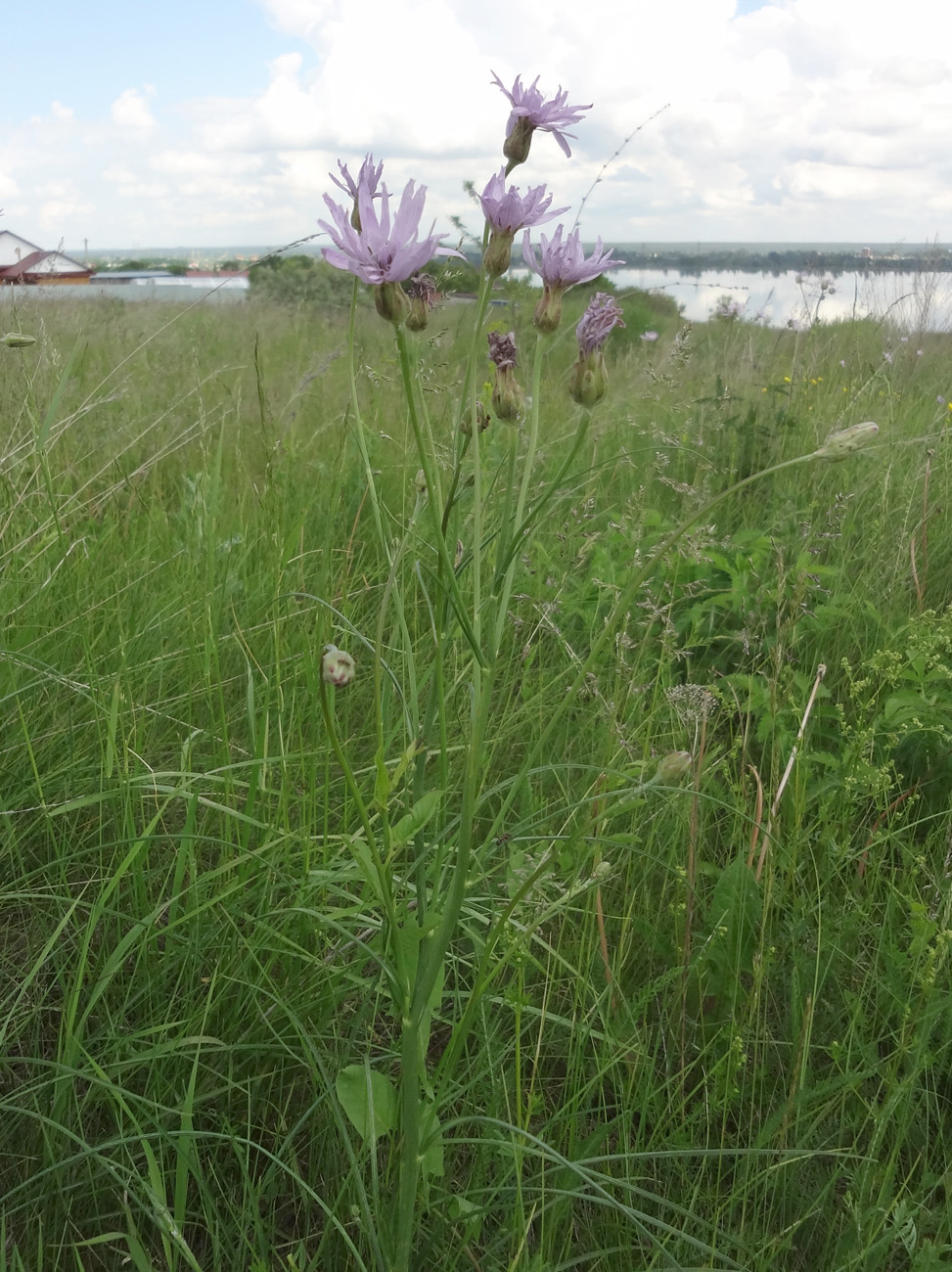 Изображение особи Scorzonera purpurea.