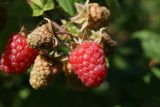 Rubus idaeus