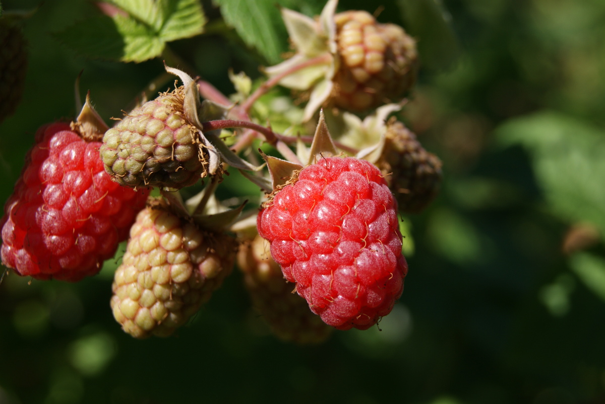 Изображение особи Rubus idaeus.