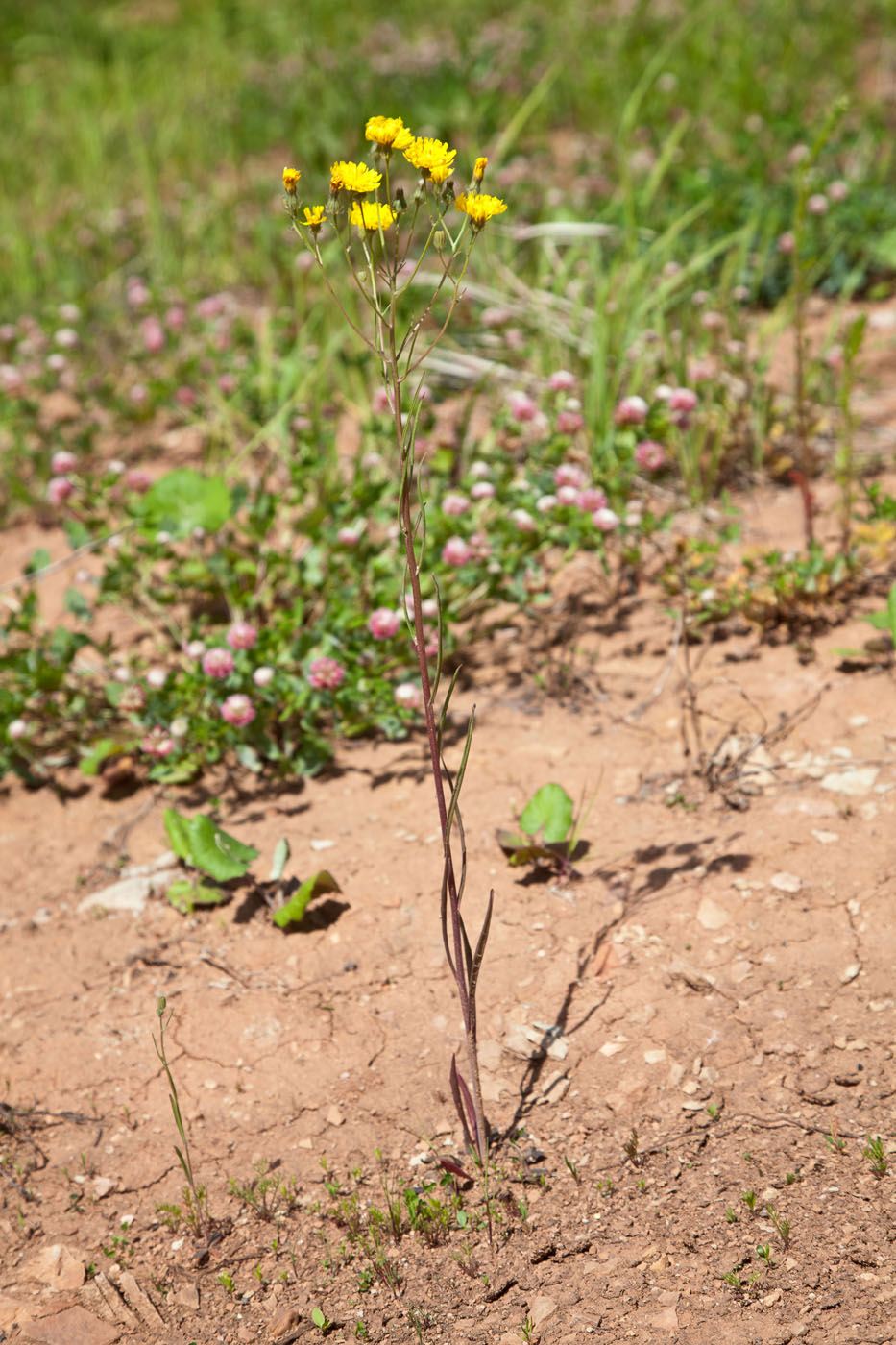 Изображение особи Crepis tectorum.