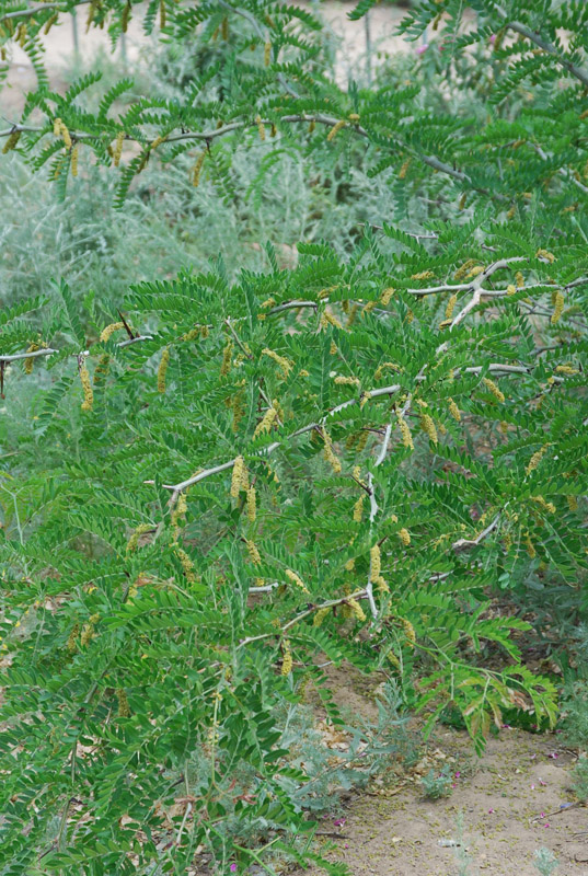 Изображение особи Gleditsia triacanthos.