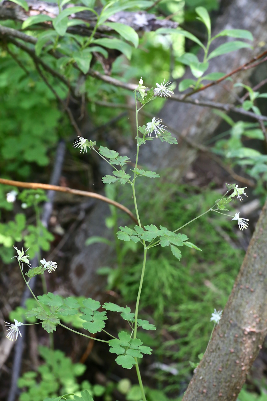 Изображение особи Thalictrum sparsiflorum.