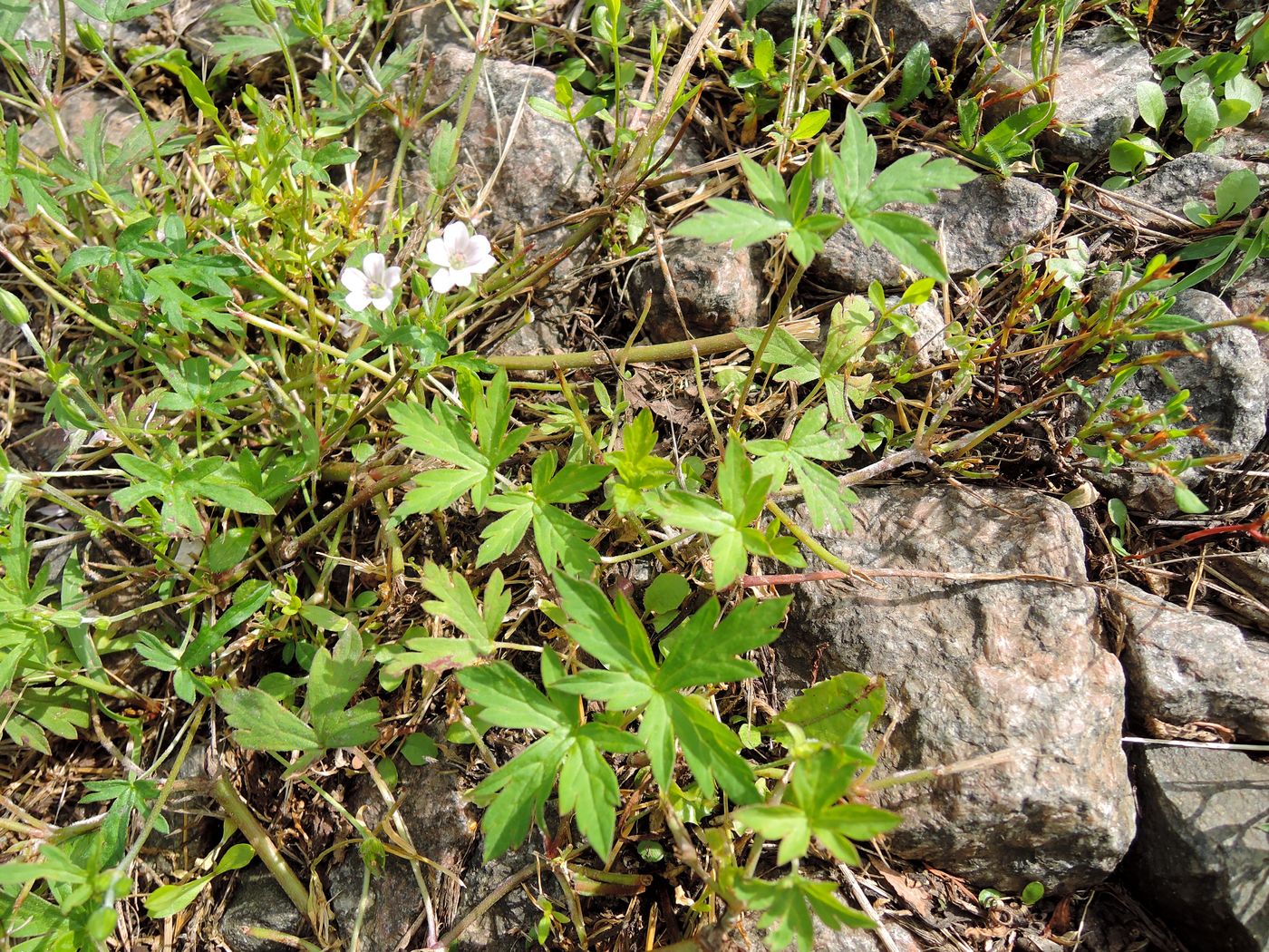 Image of Geranium sibiricum specimen.