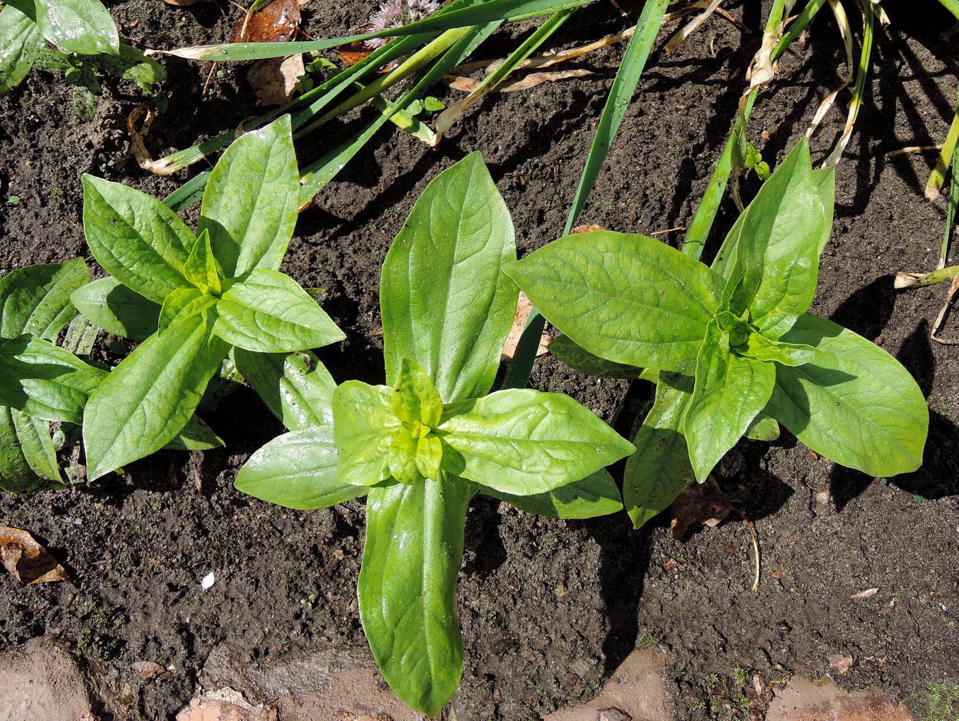 Изображение особи Zinnia elegans.