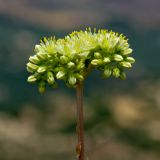 Sedum sediforme