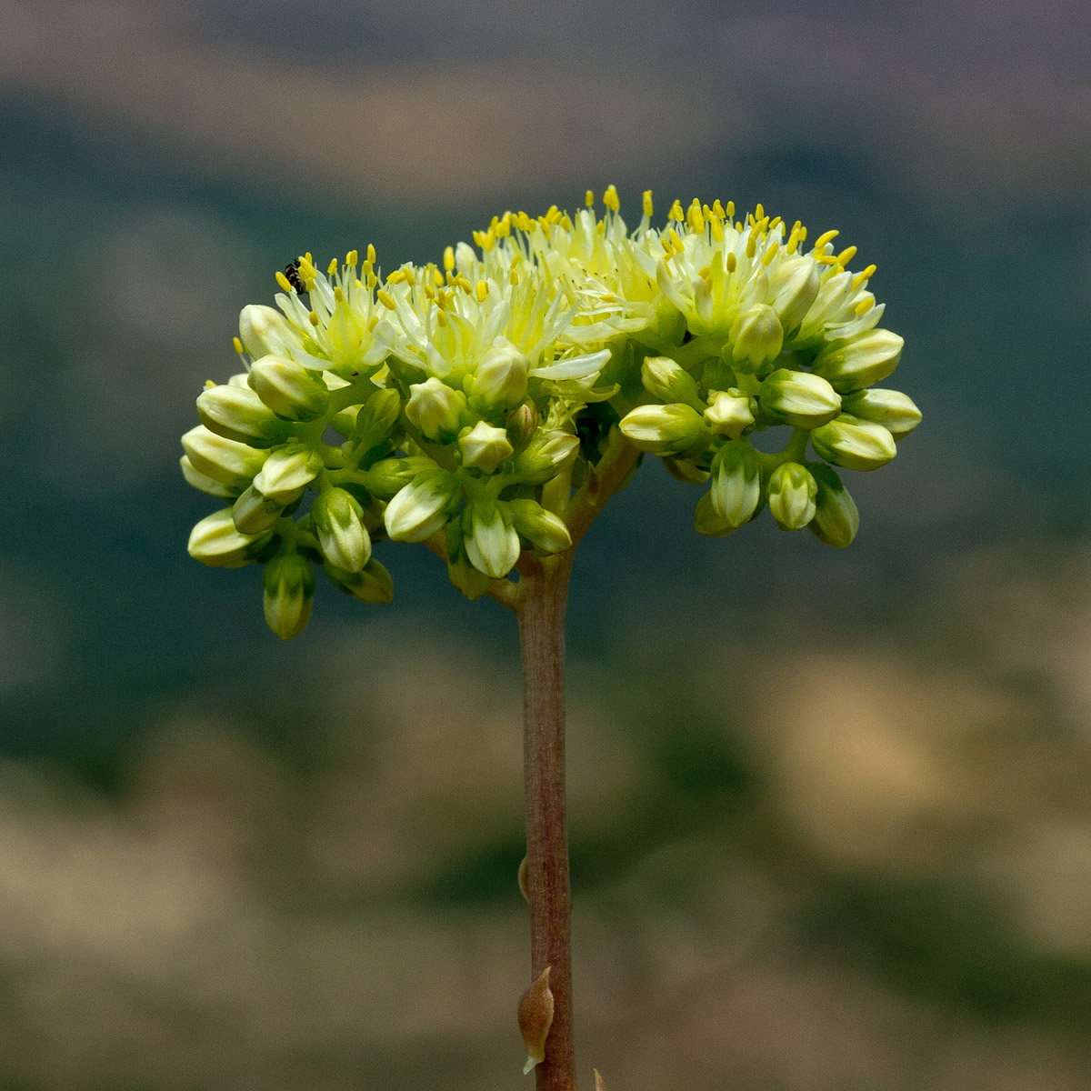 Image of Sedum sediforme specimen.