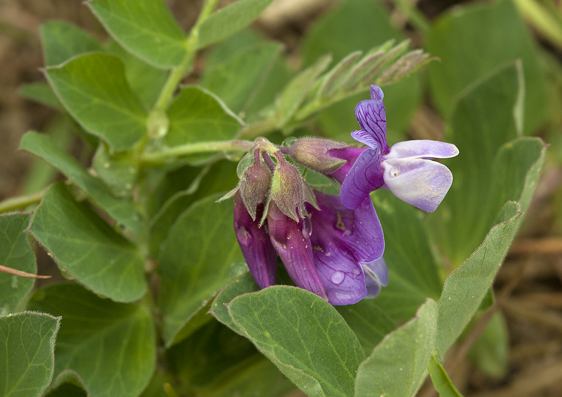 Image of Lathyrus japonicus ssp. pubescens specimen.