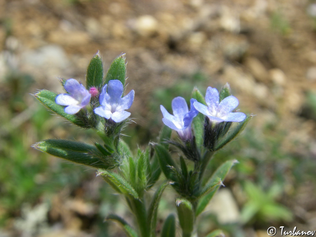 Image of Buglossoides incrassata specimen.