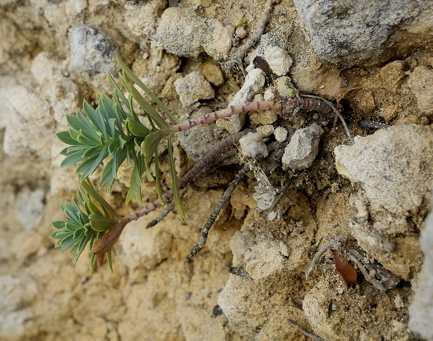 Изображение особи Euphorbia petrophila.