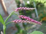 Persicaria orientalis