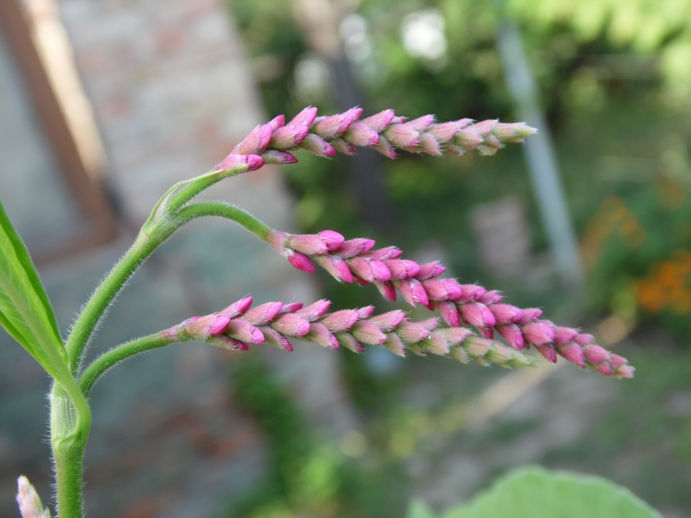 Image of Persicaria orientalis specimen.