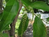 Citharexylum spinosum