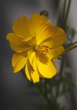 Cosmos sulphureus