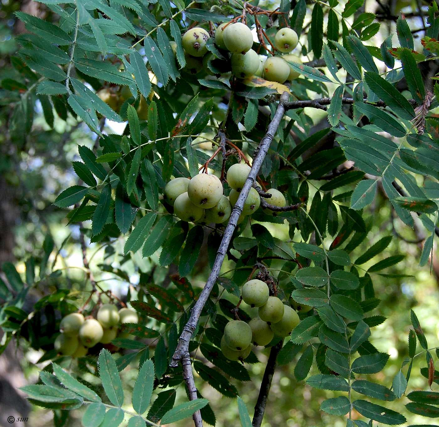 Изображение особи Sorbus domestica.