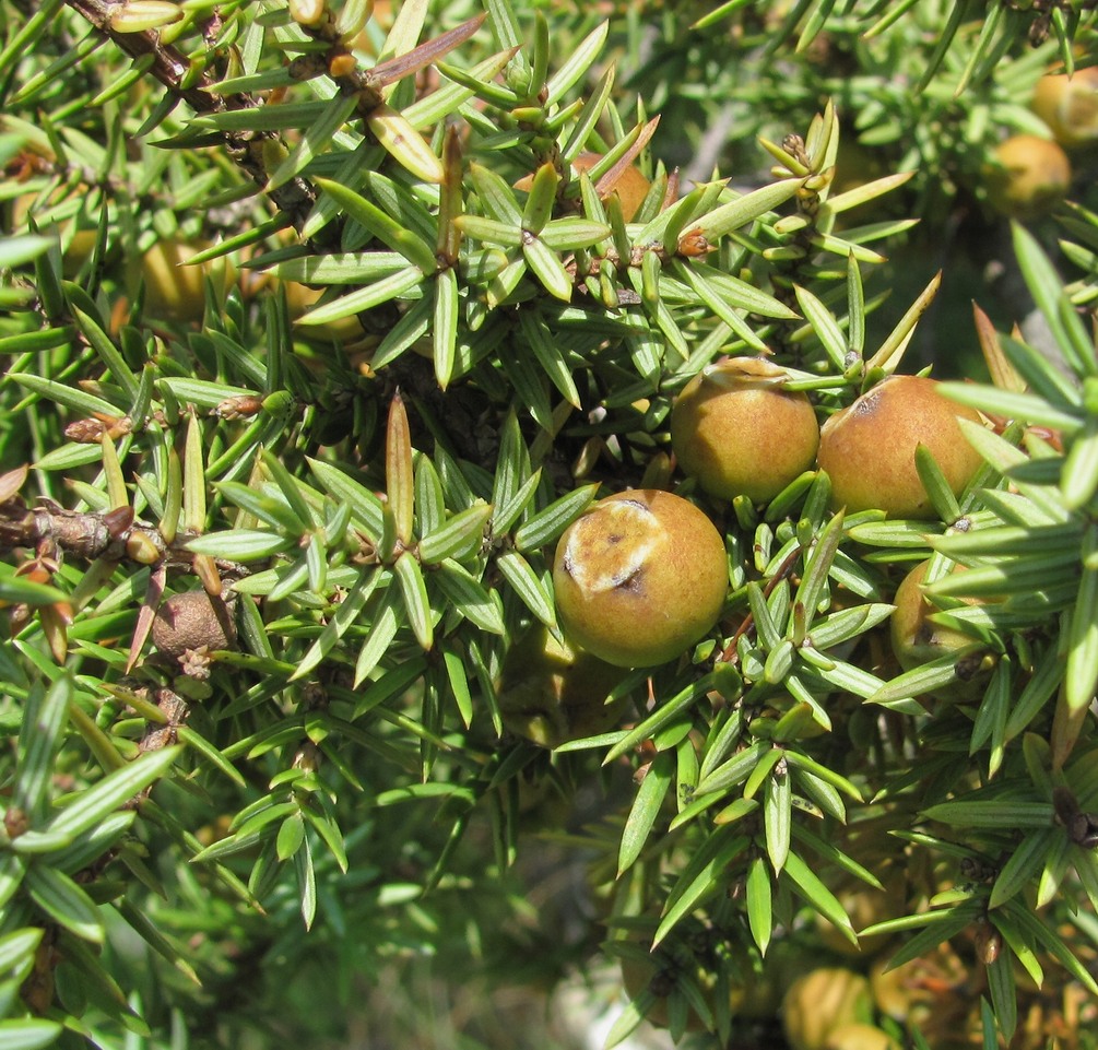 Изображение особи Juniperus deltoides.