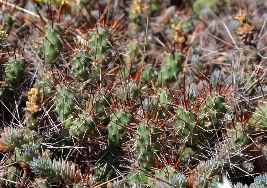 Изображение особи Opuntia fragilis.