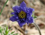 Pulsatilla regeliana. Махровый цветок. Иркутская обл., Шелеховский р-н, окр. с. Введенщина, обочина грунтовой дороги. 16.05.2017.