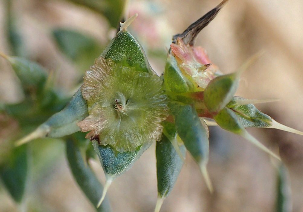 Image of Salsola pontica specimen.