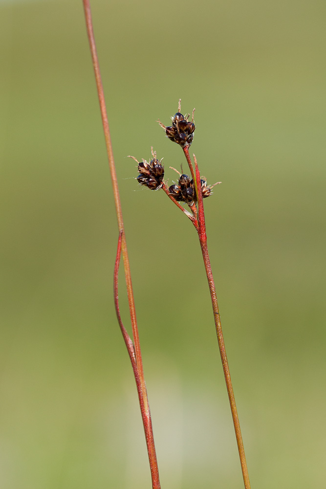 Image of Luzula multiflora ssp. frigida specimen.