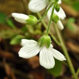 Cerastium pauciflorum. Цветок (вид со стороны чашечки). Приморский край, Уссурийский гор. округ, окр. с. Монакино, дно оврага в широколиственном лесу. 04.06.2017.