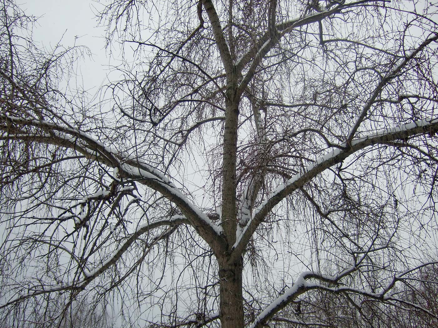Image of Populus × rasumowskiana specimen.