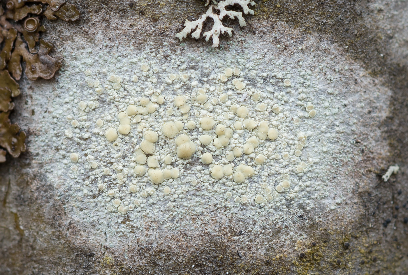 Image of Lecanora symmicta specimen.