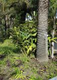 Alpinia zerumbet