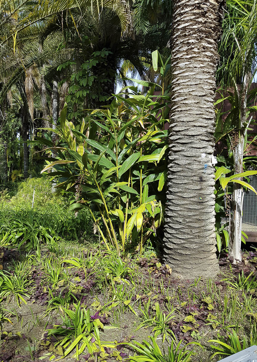 Image of Alpinia zerumbet specimen.