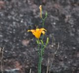 Hemerocallis fulva. Верхушка цветущего растения. Китай, провинция Гуандун, р-н Шаогуань, геопарк \"Дансия\", открытое место на склоне горы. 18.10.2017.