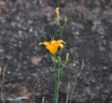 Image of taxon representative. Author is Александр Лебедев